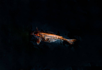 锦 鲤鱼锦 鲤鲤鱼游泳内部鱼池塘背景日本鱼物种色彩斑斓的模式