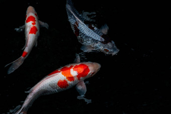 细节色彩斑斓的锦 鲤fishs锦 鲤鲤鱼游泳内部鱼池塘阳光明媚的一天日本鱼物种色彩斑斓的模式