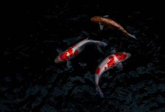 细节色彩斑斓的锦 鲤fishs锦 鲤鲤鱼游泳内部鱼池塘阳光明媚的一天日本鱼物种色彩斑斓的模式