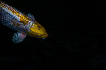 细节色彩斑斓的锦 鲤fishs锦 鲤鲤鱼游泳内部<strong>鱼池</strong>塘阳光明媚的一天日本鱼物种色彩斑斓的模式