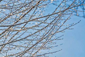 冰上釉树分支机构太阳光蓝色的天空背景