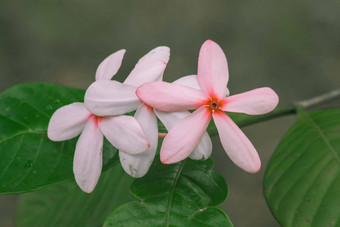 粉红色的<strong>栀子花</strong>容易成长护理有爱好植物