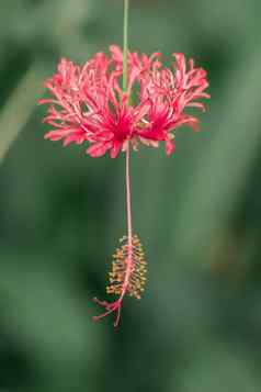 珊瑚芙蓉流苏玫瑰锦葵