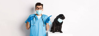 小黑色的哈巴狗狗医疗面具左复制空间坐着医生兽医兽医诊所站白色背景