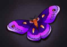神奇的蝴蝶蛾明亮的插图艺术