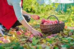 女人的手挑选成熟的红色的有机苹果篮子秋天花园