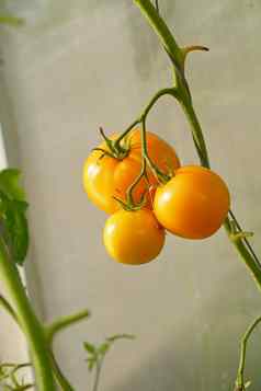 黄色的西红柿不同成熟成长聚碳酸酯温室日益增长的有机西红柿
