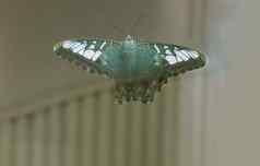 蝴蝶传播翅膀栖息窗口玻璃