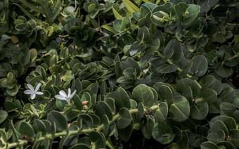 假虎刺属macrocarpa<strong>白色花绿色</strong>叶子背景