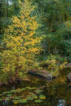 秋天树叶树反映了池塘秋天池塘树秋天树反射水秋天自然景观
