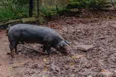猪场有机动物畜牧业单猪玩泥厚令人讨厌的泥脸农业农场