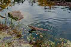 欧洲河水獭==游泳回来清晰的水可爱的皮毛外套动物长尾巴濒临灭绝的鱼捕食者自然野生动物布鲁克栖息地欧洲亚洲