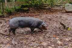 猪场有机动物畜牧业单猪玩泥厚令人讨厌的泥脸农业农场