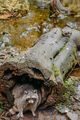 华丽的浣熊可爱的开业后空心树皮大树浣熊南河三lotor北美国浣熊坐着隐藏的空心树干野生动物场景栖息地北美国广阔的欧洲亚洲