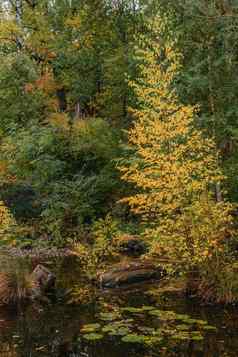 秋天树叶树反映了池塘秋天池塘树秋天树反射水秋天自然景观