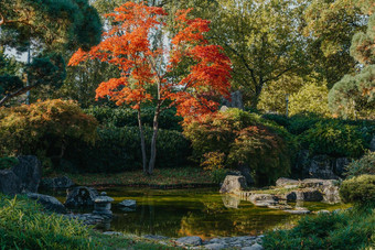 美丽的平静场景春天日本花园日本秋天图像美丽的日本花园<strong>池塘</strong>红色的叶子<strong>池塘</strong>日本花园