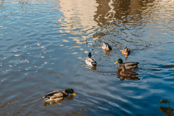 鸭子湖公园公园秋天秋天树野生鸭子反映了湖多色的鸟羽毛池塘野生鸭子龙鸭湖完整的美丽的鸭子游泳城市公园