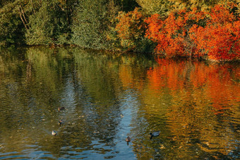 秋天树曲线银行池塘秋天景观红色的树秋天树水银行空生锈的铁路桥河草木丛生的银行峰秋天树叶砾石河岸路径前景