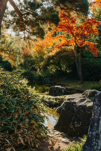 <strong>美丽</strong>的平静场景春天日本<strong>花园</strong>日本秋天图像<strong>美丽</strong>的日本<strong>花园</strong>池塘红色的叶子池塘日本<strong>花园</strong>