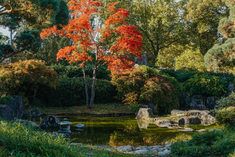 美丽的平静场景春天日本花园日本秋天图像美丽的日本花园池塘红色的叶子池塘日本花园