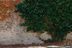 绿色植被砖墙艾薇美丽的形状垃圾砖墙杂草丛生的艾薇温暖的色彩砖墙美丽的绿色艾薇树叶一边