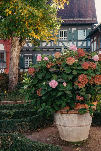 传统的德国房子不错的花园秋天花城市公园Baden-Wuerttemberg德国欧洲秋天公园房子布什grenery