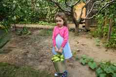 美丽的孩子女孩携带金属桶新鲜收获成熟的梨生态场