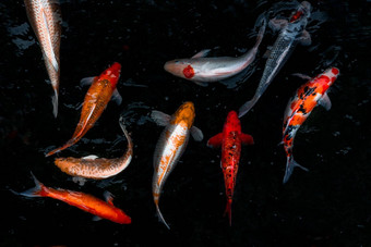 细节色彩斑斓的锦 鲤fishs锦 鲤鲤鱼游泳内部鱼池塘阳光明媚的一天日本鱼物种色彩斑斓的模式