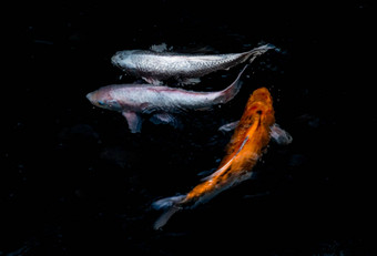 细节色彩斑斓的锦 鲤fishs锦 鲤<strong>鲤鱼</strong>游泳内部鱼池塘阳光明媚的一天日本鱼物种色彩斑斓的模式