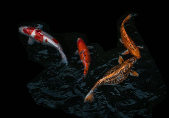 细节色彩斑斓的锦 鲤fishs锦 鲤鲤鱼游泳内部<strong>鱼池</strong>塘阳光明媚的一天日本鱼物种色彩斑斓的模式