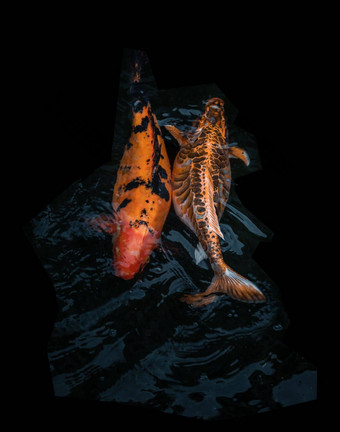 细节色彩斑斓的锦 鲤fishs锦 鲤<strong>鲤鱼</strong>游泳内部鱼池塘阳光明媚的一天日本鱼物种色彩斑斓的模式