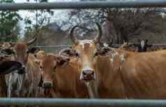 棕色（的）角牛本地的物种cattlepen农场牛农场食物本地的牛农场农村泰国人
