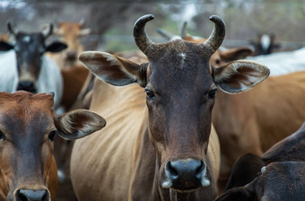 棕色（的）角牛本地的物种cattlepen农场牛农场食物本地的牛农场农村泰国人
