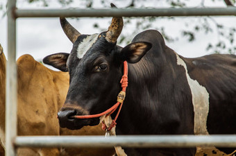 关闭黑色的角牛本地的物种牛背景cattlepen农场