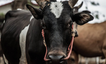 关闭黑色的角牛本地的物种牛背景cattlepen农场