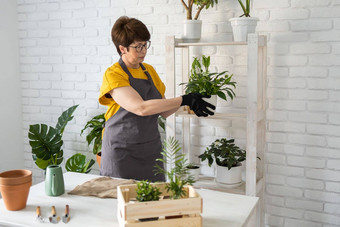 中间岁的女人围裙衣服需要护理盆栽植物能复制空间首页园艺花卉栽培房子绿色植物cottagecore植物花店概念