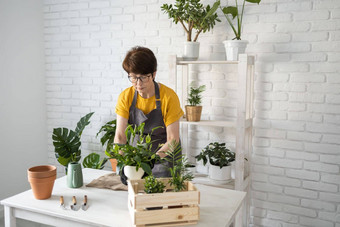 春天室内植物护理报告室内植物醒着的室内植物春天中间岁的女人移植植物能首页园丁移植植物Spathiphyllum