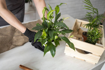 春天室内<strong>植物</strong>护理特写镜头报告室内<strong>植物</strong>醒着的室内<strong>植物</strong>春天中间岁的女人移植<strong>植物</strong>能首页园丁移植<strong>植物</strong>Spathiphyllum