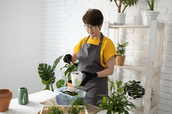 春天室内植物护理报告室内植物醒着的室内植物春天中间岁的女人移植植物能首页园丁移植植物Spathiphyllum