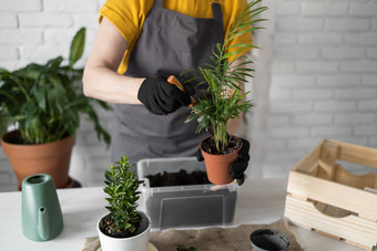 特写镜头春天室内植物护理报告室内植物醒着的室内植物春天中间岁的女人移植植物能首页园丁移植植物Spathiphyllum