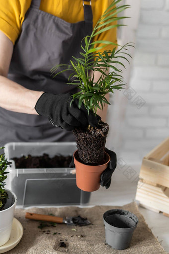 特写镜头春天室内植物护理报告室内植物醒着的室内植物春天女移植植物能首页园丁移植绿色植物