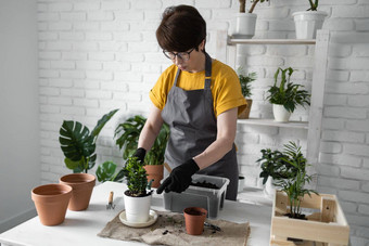 春天室内植物护理报告室内植物醒着的室内植物春天中间岁的女人移植植物能首页园丁移植植物Spathiphyllum