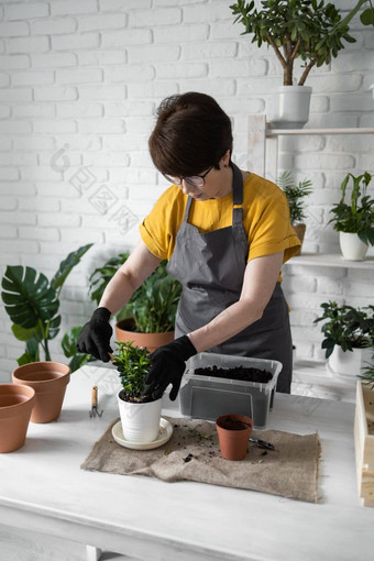 春天室内植物护理报告室内植物醒着的室内植物春天中间岁的女人移植植物能首页园丁移植植物Spathiphyllum