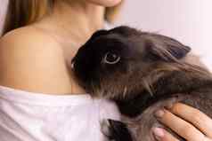 关闭女人持有可爱的毛茸茸的兔子动物宠物概念