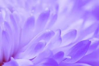 摘要花背景白色紫罗兰色的黛西花花瓣