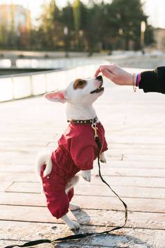 女人培训小狗杰克罗素梗秋天冬天公园给对待狗站后腿一边视图服从培训狗概念