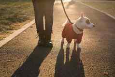 肖像可爱的杰克罗素狗西装走秋天公园复制空间空的地方文本小狗宠物穿着毛衣走