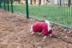杰克罗素梗狗培训在户外城市公园区狗走区域背景复制空间宠物生活方式概念