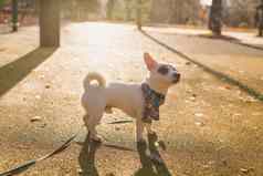 肖像可爱的杰克罗素狗围巾走秋天公园复制空间空的地方文本小狗宠物穿着衣服走