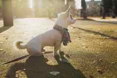 肖像可爱的杰克罗素狗围巾走秋天公园复制空间空的地方文本小狗宠物穿着衣服走